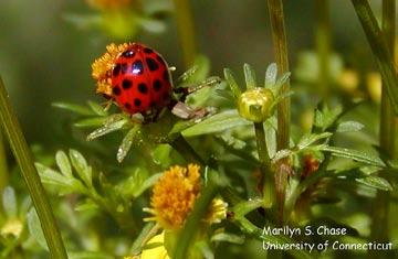 Lady Beetle Order - Coleoptera Found on foliage in gardens, meadows and woods Size 1/32 inch to 5/8 inch Food -