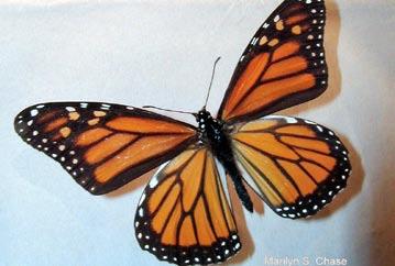 Monarch Butterfly Order - Lepidoptera Found in meadows, roadsides around milkweed plants; important pollinator Size - Wingspan 3 1/2 inches to 4 inches Food -