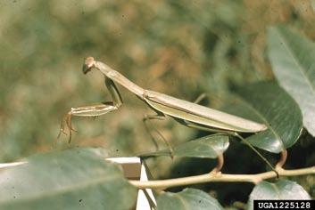 Praying Mantis Order - Mantodea Found on foliage, flowers in meadows and fields Size - 2 inches to 2 1/2 inches Food - Aphids, caterpillars, flies,
