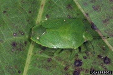 Green Stink Bug Order - Hemiptera Found on vegetation, shrubs, trees; Secrete a foul-odored fluid for defense Size - 3/16 inch to 1 inch Food -