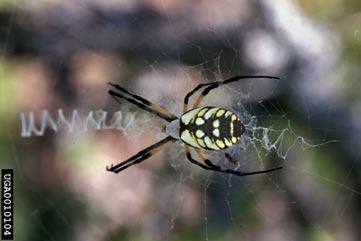 Argiope Order Araneae (arachnid - not an insect) Orb Weaver Spider Found near gardens, shrubs, flowers Size - 1/4 inch to 1 1/8