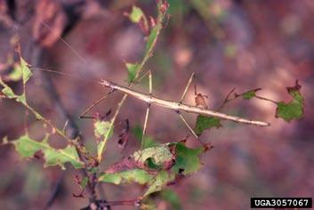 Walkingstick Order - Orthoptera Found on trees and plants; Can regenerate lost legs Size - 5 7/8 inches Food -