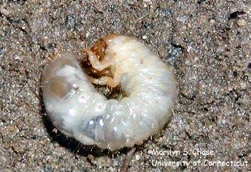 White Grub Order - Coleoptera Found in soil Size - 1/3 inch to 1 3/4 inches depending on