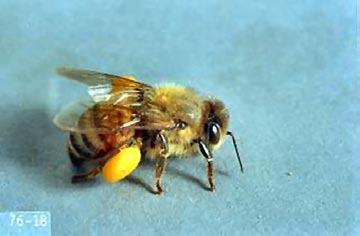 Honeybee Order - Hymenoptera Found - In well-vegetated areas, near flowers; produce honey and beeswax Size - 1/8