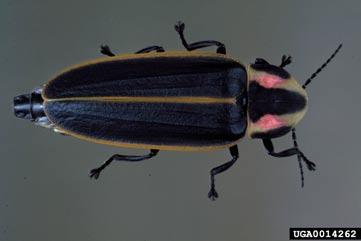 Firefly Order - Coleoptera Found in meadows and open woods.