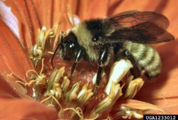 Bumblebee Order - Hymenoptera Found in flowers rich areas; nests underground Size -3/8 inch to 7/8 inch Important