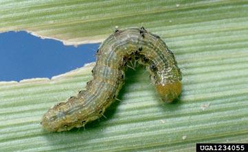 Corn Earworm Larva Order - Lepidoptera Found on a variety of crops Size - 1 inch to 1 1/2 inches Food - corn kernels,
