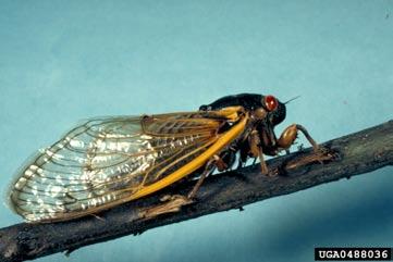 Cicada Order - Hemiptera Found on shrubs, trees Size - 1 inch to 2 1/4 inches Food - juices