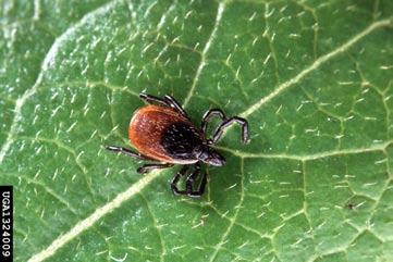 Deer Tick Class - Arachnida not an insect Found in leaf litter, brush, tall grass, woods Size - pinhead size to 1/16 inch Food - human and animal