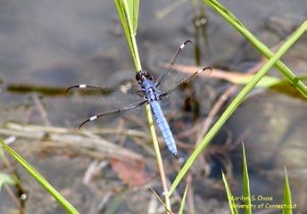 Dragonfly Order - Odonata Found near streams, ponds Size - 1/78 inches to 3 inches Food - small