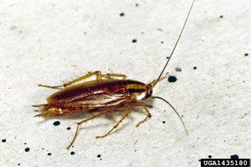German Cockroach Order - Blattodea Found mostly in buildings; especially in humid areas; Usually active at night Size 5/8 inch Food -