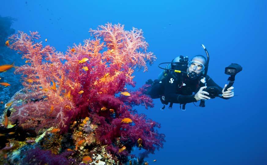 Get the Dives in (100 + Dives plus) Weeks 1 to 12 You will be diving almost everyday! In fact usually 2 dives per day.