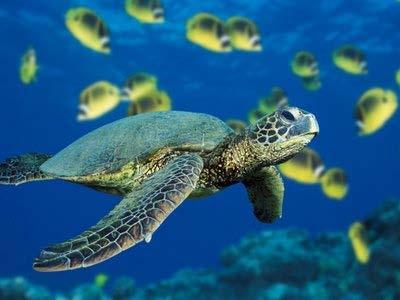 Your New Friends Part of your training at Oceans 5 will include marine biology lessons.