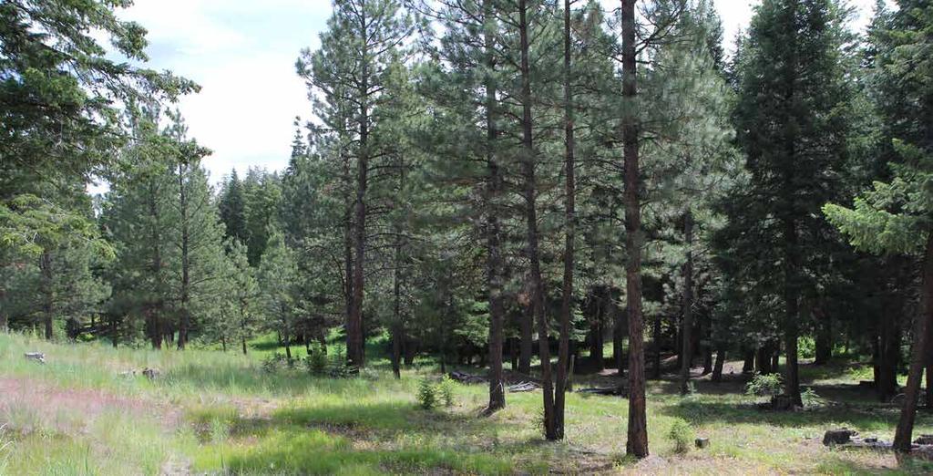 Acreage TWO PARCELS WITH A COMBINED 480+ ACRES Cougar Creek is compromised of two separate parcels: Cougar Creek is in the Ochoco Hunting unit, and the Graylock Butte parcel is about twelve miles