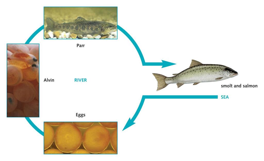(5) Technical Salmon as indicator