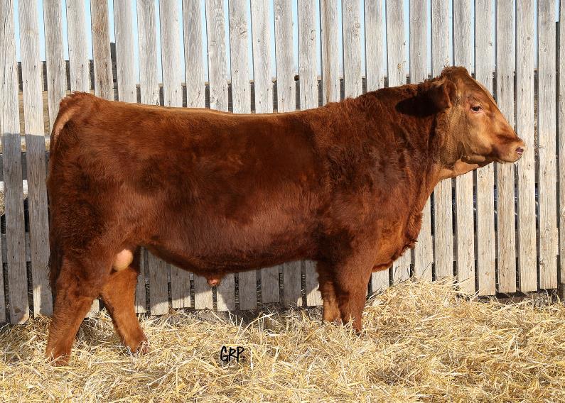 10 43 43A A docile, long bodied, curve bender with incredible performance. Excellent footed calf with a unique pedigree.