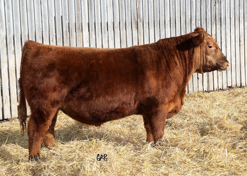 11 45 «45 RED TER-RON FULLY LOADED 540R Sire: RED 6 MILE FULL THROTTLE 171T RED SIX MILE WITZEL 360J RED BJR MONU 4X-303 Dam: RED TED MONU 189T RED TED BODACIOUS 37L RED TED FULL THROTTLE 45A TED 45A