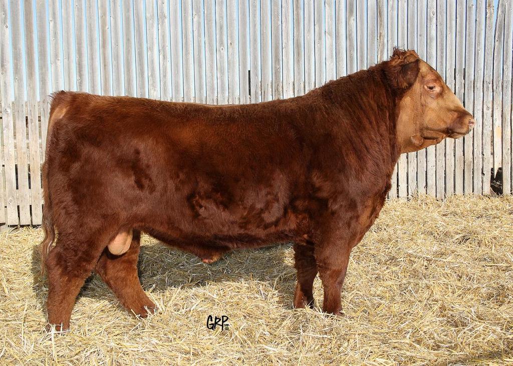 12 55 RED TED BIG SKY 55A «55» TED 55A ~ 1726623 ~ 1/16/2013 RED BIEBER MAKE MIME 7249 Sire: RED FEDDES BIG SKY R9 RED REDDES LAKINA 310 RED SLC STORM 225P Dam: RED CRIPPS DYNAMO 619S RED CRIPPS 426P