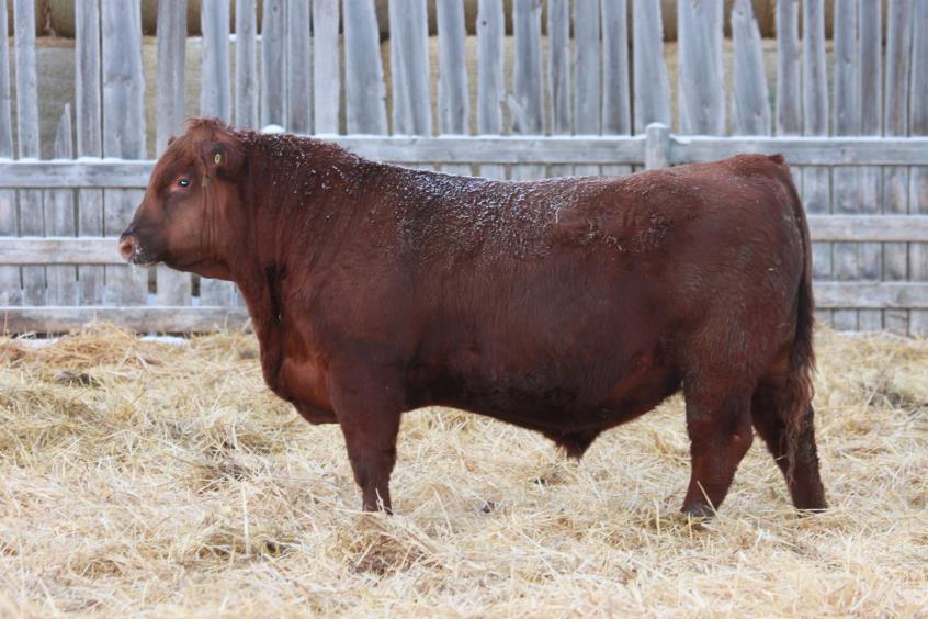 13 65 65A It s not hard to see why the Fully Loaded sire has been so popular over the years, with the substance and mass he transmits.