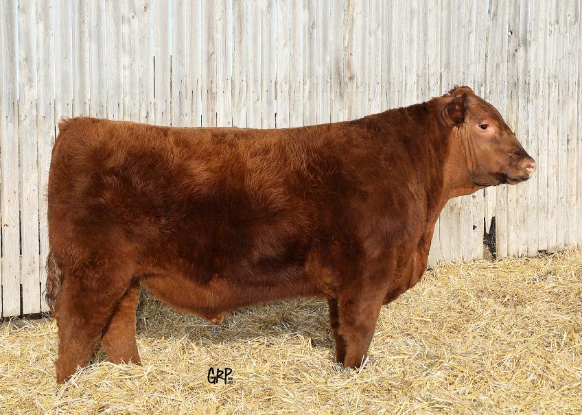 15 94 94A An absolute train of a bull that would work on heifers. Smooth front end and sound footed. A -3 Epd and balanced performance data. REA in the top 5%.