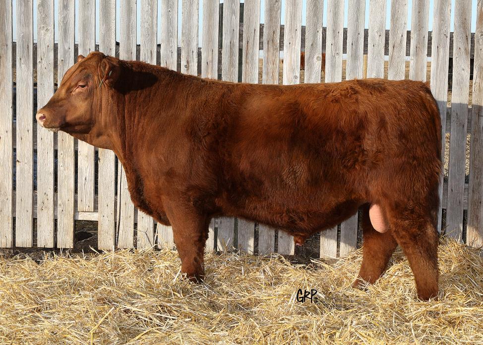 116 RED TED MAX 116A TED 116A ~ 1726659 ~ 2/1/2013 116 17 RED ML MAX 9007W Sire: RED RCR MAX 262Y RED 999 INDEED 630S 823U RED LSF COMBINATION A301M Dam: RED TED COMBINATION 51Y RED TED KINCHEN