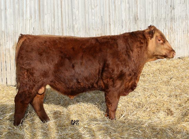 142 RED RMJ REDMAN 1T Sire: RED LAZY MC CC DETOUR 2W RED LAZY BESS 12S RED CROWFOOT OLES'S OSCAR 2042M Dam: RED TED OLES OSCAR 121X RED TED GRAND CANYON 124T RED TED DETOUR 142A TED 142A ~ 1726677 ~
