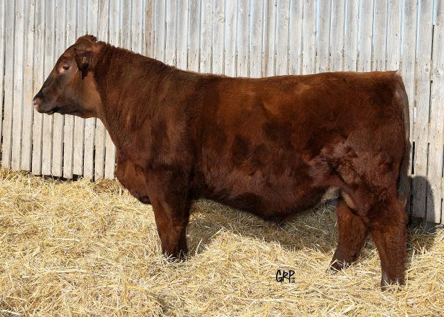 3 WW +51 YW +90 Milk+23 TM +49 3 84 770 728 3.14 1262 3.14 +.31 +.23 +21 142 21 142A Attractive and balanced in both phenotype and numbers and comes from one of the best young cows in our herd.