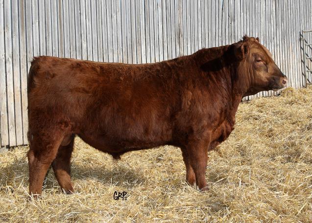 «145 RED GP CATALYST 025 Sire: RED TED CATALYST 107T RED TED GOLD ROBBER 23L RED BJR RAMBLER 5162 Dam: RED TED RAMBLER 52L RED TED BEAU 109G RED TED CATALYST 145A TED 145A ~ 1726679 ~ 2/16/2013 RED