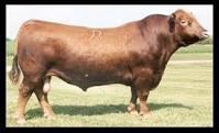 Yearling Index 118 73 Red Carrier PFF R SHAQ 607 RED BADLANDS NETWORTH 23U RED BADLANDS MEDORA 406 Sire: RED TED 82Y RED LCHMN GRND CANYON 1244G RED TED GRAND CANYON 154R RED TED BOOM BOOM 55H S A F