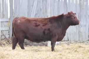 at $50,000 -Unmatched base width, on perfect feet and legs -Incredible profile and muscle definition -Half Brother to 2013 National/Reserve Grand Champion bull,