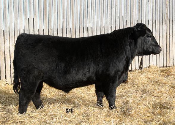 8 CONNEALY PRODUCT 568 Sire: CONNEALY FINAL PRODUCT 7212 EBONISTA OF CONANGA 471 LOMA LANES VIKING 90J Dam: SANDUNE 'S ERROLLINE 101M SANDUNE 'S ERROLLINE 129D TED FINAL PRODUCT 8A TED 8A ~ 1750868 ~