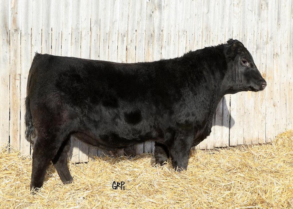 28 29 29 BON VIEW NEW DESIGN 1407 Sire: LCC NEW STANDARD LCC SUNSET K3118 SAV NETWORTH 4200 Dam: TED NETWORTH 83Y TED OBJECTIVE 83U TED NEW STANDARD 29A TED 29A ~ 1726607 ~ 1/11/2013 B/R NEW DESIGN