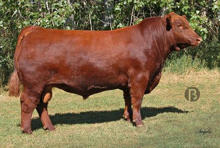0 WW +41 YW +76 Milk +23 TM +43 -Stout, thick and moderate framed -Phenotypically sound -Will sire beautiful feminine females Dam of Detour 2W RED