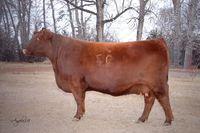 ROBBER 23L RED HOLDEN HI HO 715 Dam: RED TED HOLDEN HI HO 52N RED TED BOOM BOOM 67G 2014 EPD S -3.9 30Y First calves came in 2013.