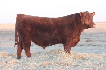 Will produce efficient, easy fleshing females. Milk +17 TM *Owned with Count Ridge Angus.
