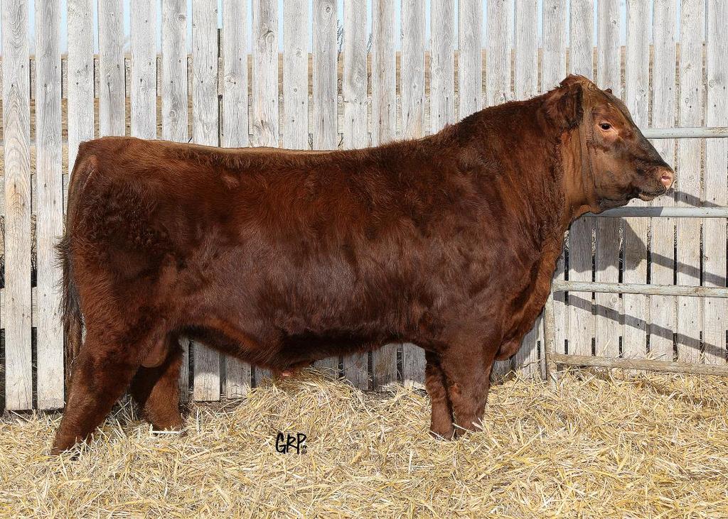 6 5 «5» RED LJC MISSION STATEMENT P27 Sire: TNTS BANK STATEMENT T272 RED NSFM MISS DYNAMICS M14 RED TED BARNEY 89H Dam: RED TED BARNEY 140K RED TEX ANGELO RED SILVEIRAS 23F RED TED BANK STATEMENT 5A