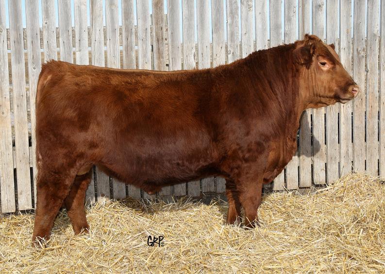 8 11 11A Super complete calving-ease bull with thickness and volume and natural good looks. Good indexes of 101 for weaning and 105 for his yearling.