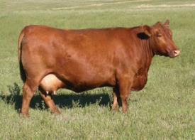 WORTH 23U Sire: RED TED 82Y RED TED GRAND CANYON 154R AOD 2 PED EST WW +54 YW +78 Milk+23 TM +50 ADG (Lifetime) MARB REA CWT 3.00-0.11 +.52 +16 23A A power bull with a can t miss maternal pedigree.