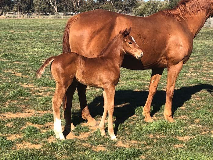 First Foals by WINNING RUPERT Winning Rupert s first foals have started to hit the ground in Australia to critical acclaim. He is off to a flyer!