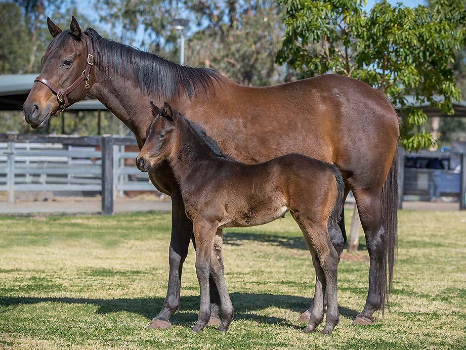 traits onto his foals. They have big hips, terrific muscle definition, and lots of quality. The good news is spreading quickly and breeders are booking back in for 2018.
