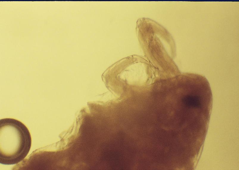 Figure 6. Sinergasilus polycolpus in bighead carp (Aristichthys nobilis) anterior part (original) Figure 7.