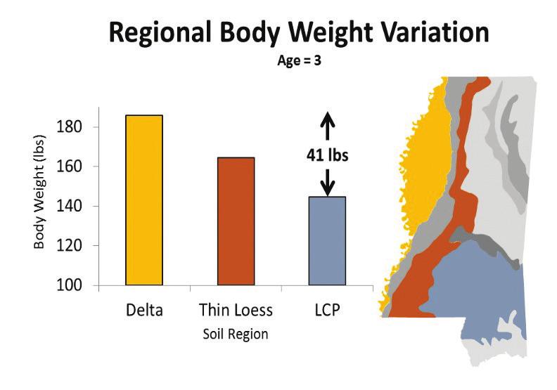 Research Projects Summaries Nutrition: The Proven Cause of Regional Body and Antler Size Differences Eric Michel, Steve Demarais, Bronson Strickland, and Larry Castle Are deer in the Delta bigger