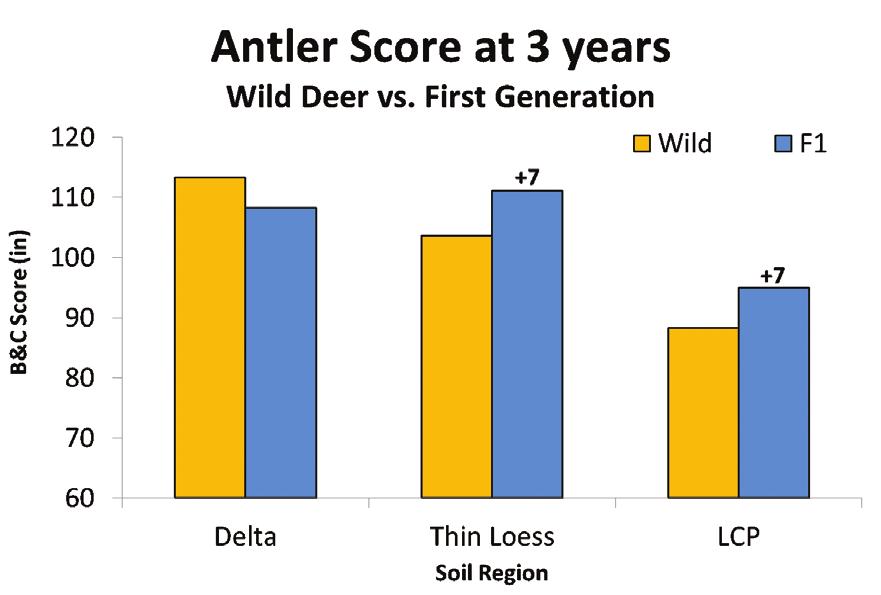 Some of our study animals came from the region that we considered to be the Gold Standard for body and antler growth by white-tailed deer in Mississippi.