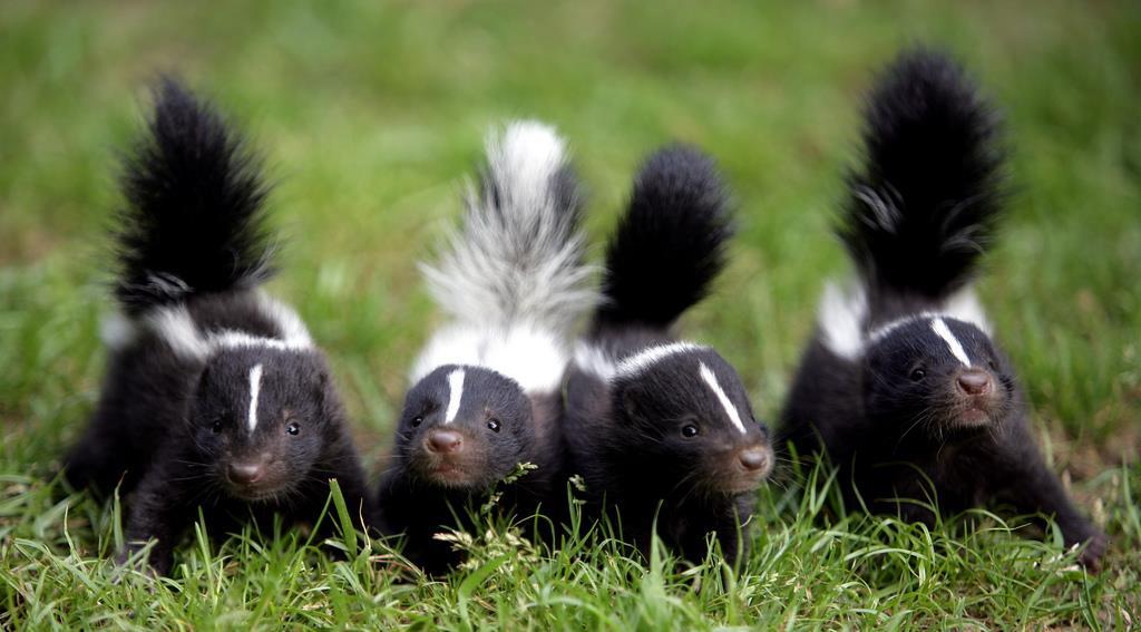 Holding of pet skunks Residence or home meets the requirements for adequate caging Cannot be