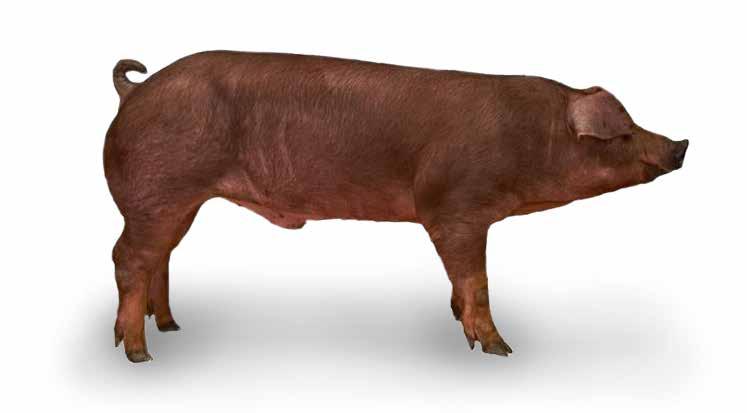 Our DNA DanBred Landrace (LL) DanBred Landrace is one of the damlines used in the DanBred cross-breeding program. DanBred Landrace is robust with strong legs.