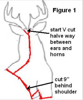 The cut should be heading towards the back leg, up to the cut that went around the girth. Do not cut in towards the centre of the chest (figure2).