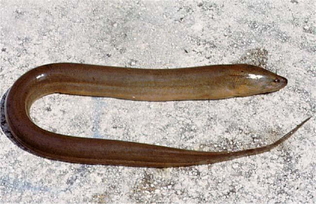 Asian Swamp Eel Page 2 Fig.