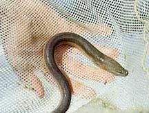 2 Nocturnal, the Asian swamp eel is swamp eel. 1 rarely seen by humans.