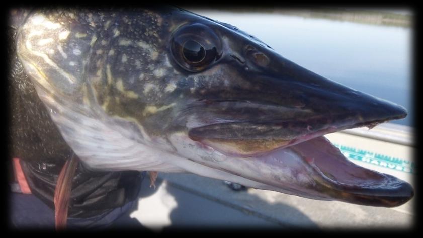 Weight (g) Bell Lake 2013 Trap Netting Results: Northern Pike When analyzing the condition factor of Bell Lake s northern pike population, 2013 pike possessed an average condition factor of 0.