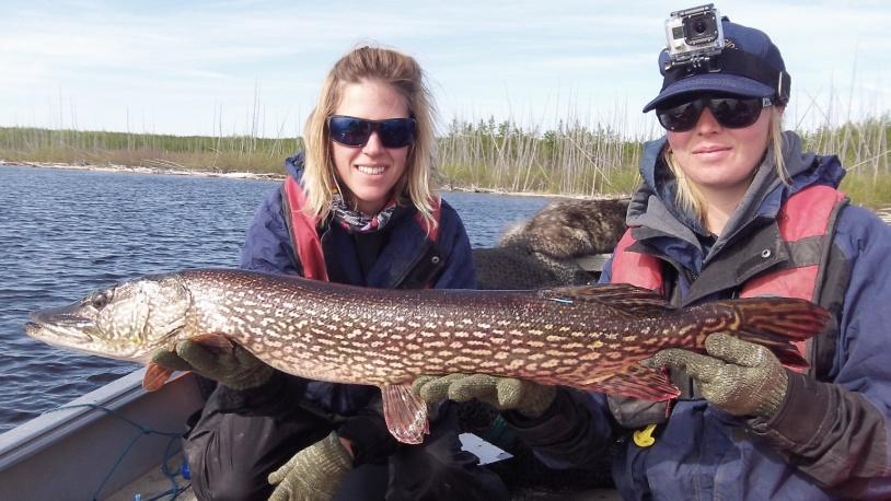 Continual monitoring of this fishery is strongly recommended. 3) Users groups should be aware of the status of pike size distribution and the impacts fishing can have on it.